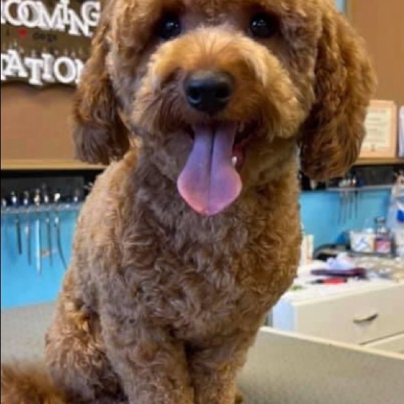 Meet your Posher, Danielle - Picture 5 of 6